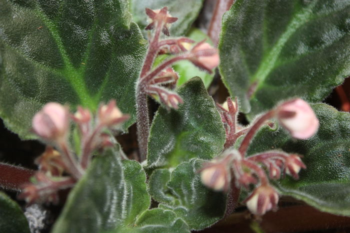 IMG_6933 - 2016 violete