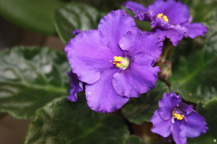 IMG_6934 - 2016 violete