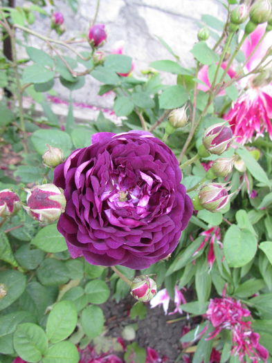 Cardinal de Richelieu