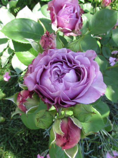 Lavender Ice