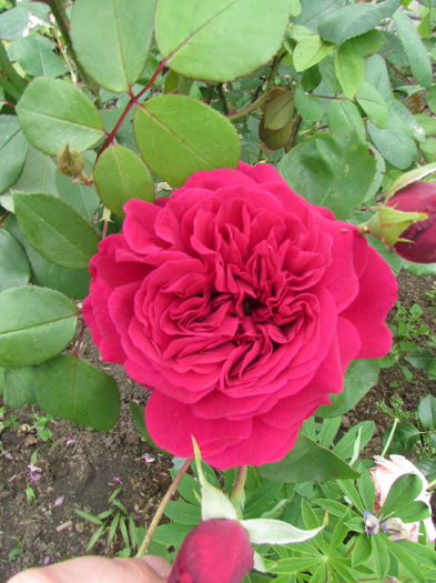 'Tess of the D'Urbervilles'