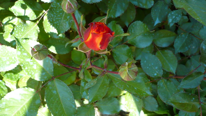 P1150129