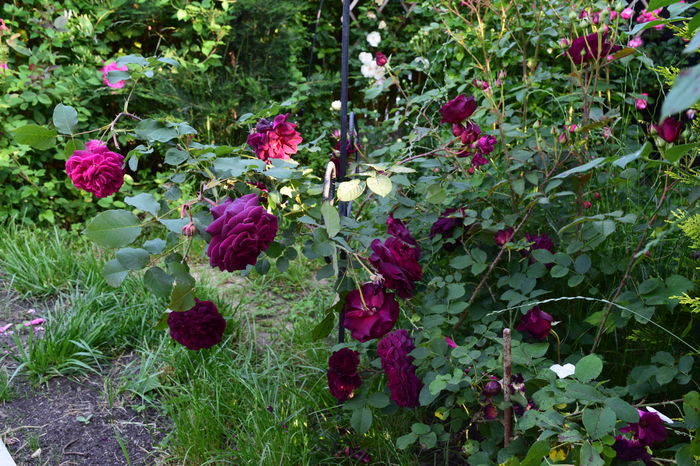 Munstead Wood