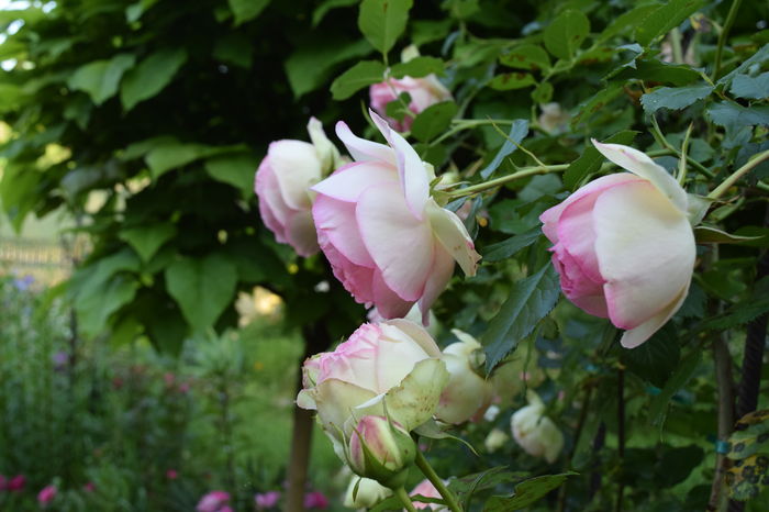 Eden Rose - 2016 Gradina Rozelor_Mai