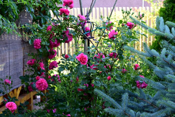 Rosarium Ueterson - 2016 Gradina Rozelor_Mai