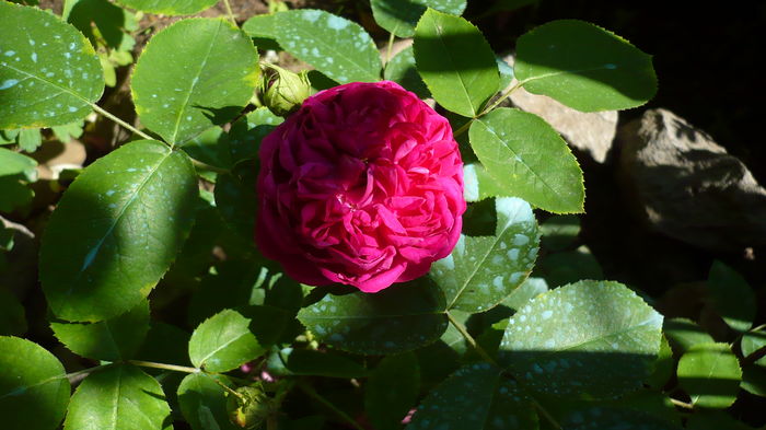 P1150138