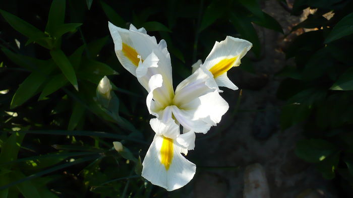 P1150153
