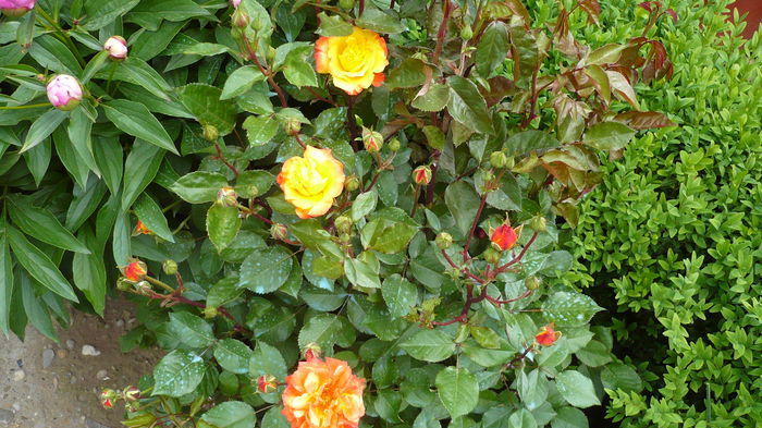 P1150203 - trandafiri si flori 2016