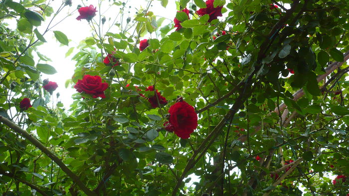P1150232 - trandafiri si flori 2016