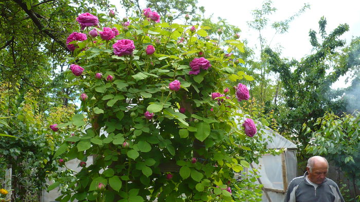 P1150234 - trandafiri si flori 2016
