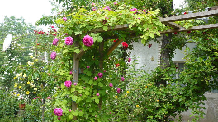 P1150235 - trandafiri si flori 2016