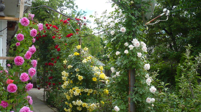 P1150241 - trandafiri si flori 2016