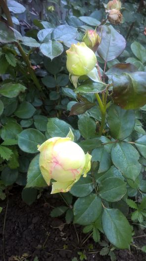 Biedermeier - Trandafiri 2016