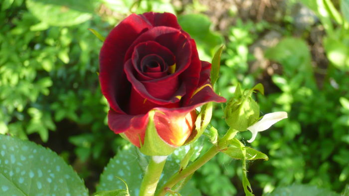 P1150253 - trandafiri si flori 2016