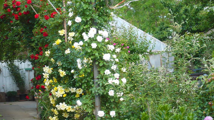 P1150255 - trandafiri si flori 2016