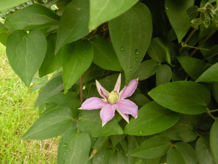 120 - clematite infloriri