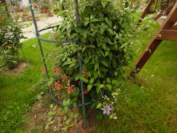 125 - clematite infloriri