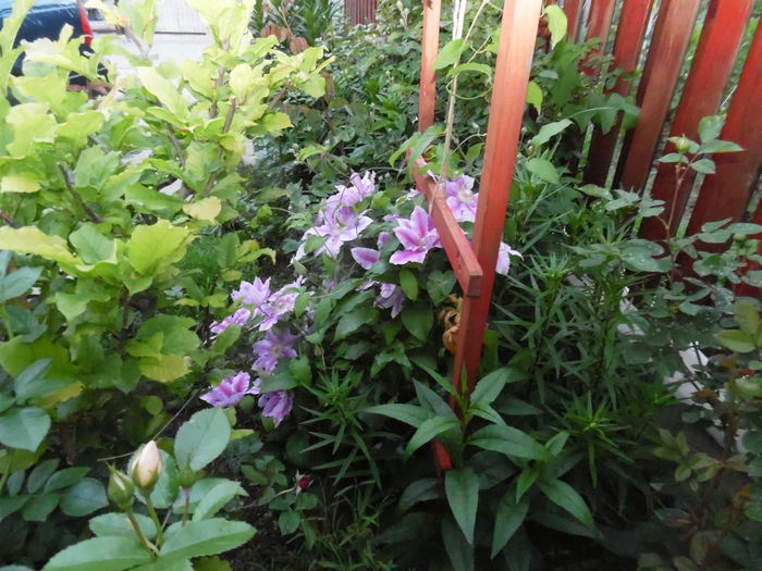 Dr Ruppel - clematite infloriri