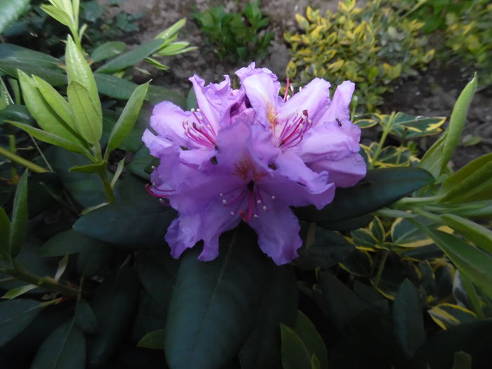 084 - rhododendroni