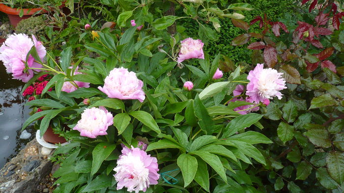 P1150277 - trandafiri si flori 2016