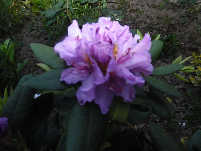 085 - rhododendroni