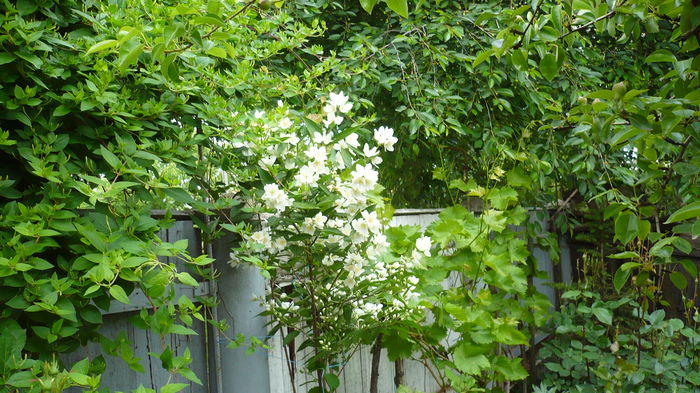 P1150296 - trandafiri si flori 2016
