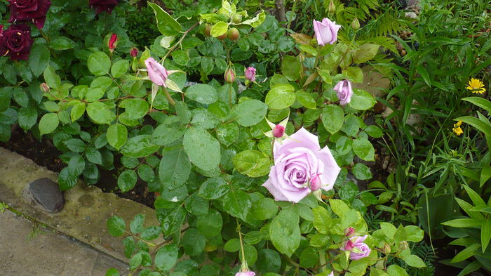 P1150303 - trandafiri si flori 2016