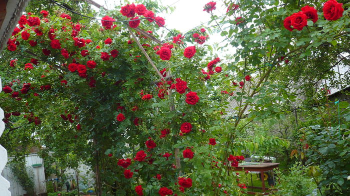 P1150306 - trandafiri si flori 2016