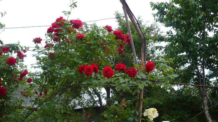 P1150307 - trandafiri si flori 2016