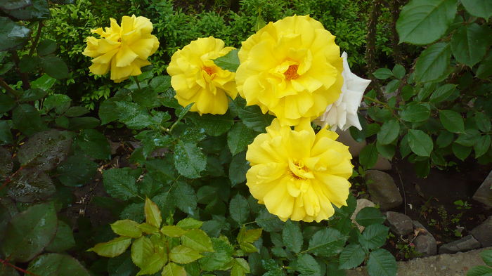 P1150308 - trandafiri si flori 2016