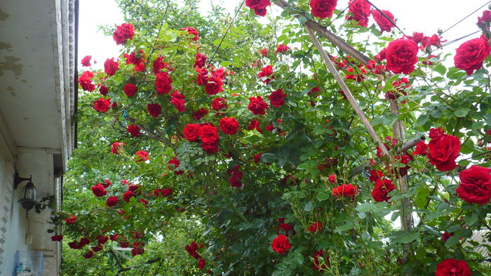 P1150309 - trandafiri si flori 2016