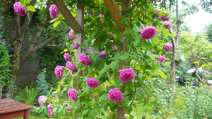 P1150315 - trandafiri si flori 2016