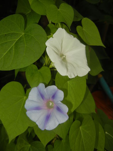 Morning Glory_Ipomoea (2015, Aug.12)