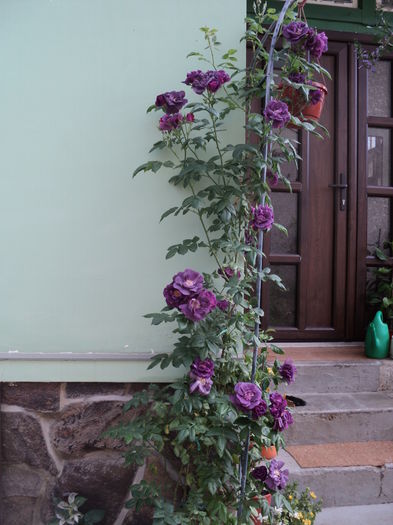 ...si ce-am mai inflorit... 24 mai 016