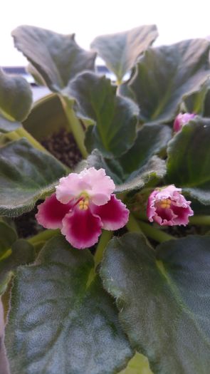 20160519_083517_HDR