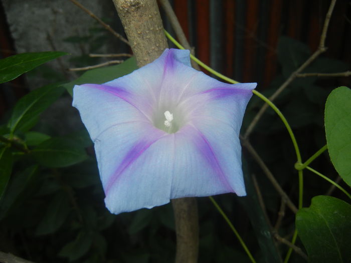 Morning Glory_Ipomoea (2015, Aug.12)