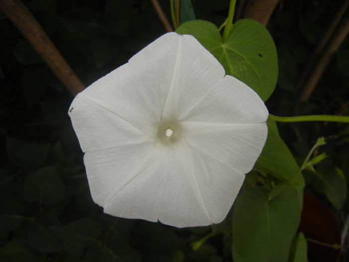 Morning Glory_Ipomoea (2015, Aug.12) - ZORELE Ipomoea