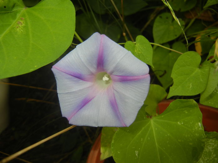 Morning Glory_Ipomoea (2015, Aug.14) - ZORELE Ipomoea