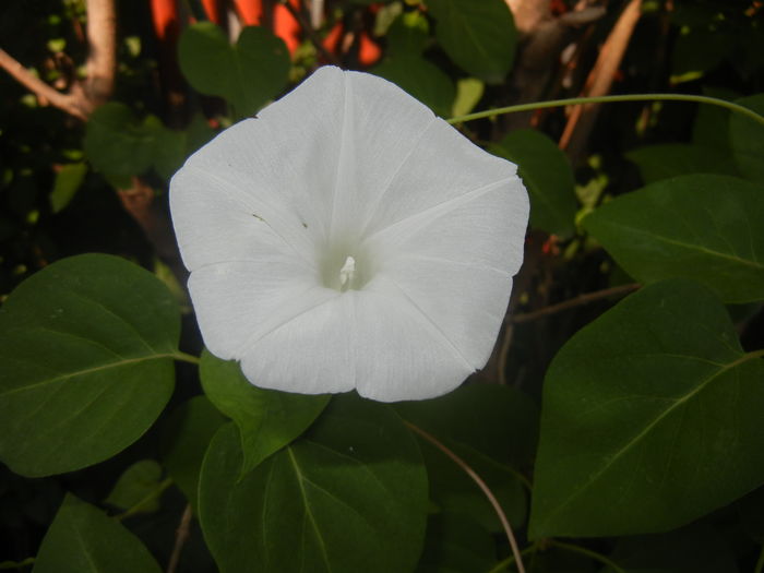 Morning Glory_Ipomoea (2015, Aug.15)