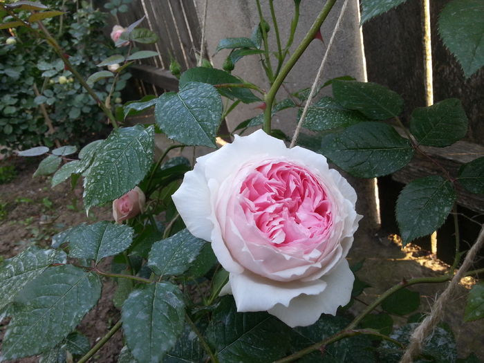 2016 - the wedgwood rose