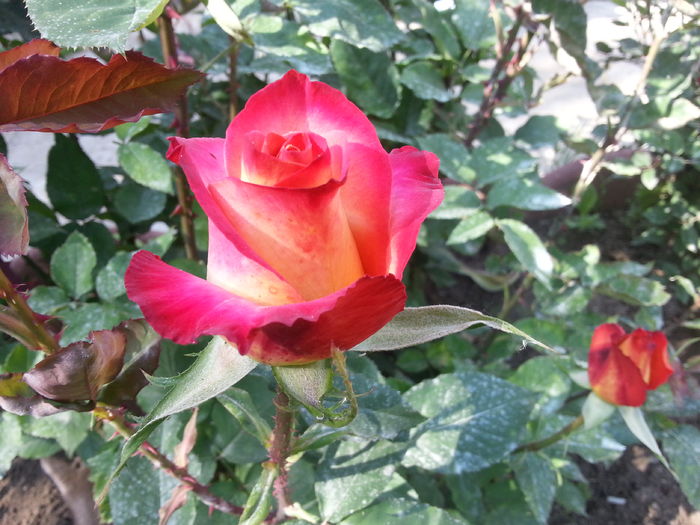 20160521_093709 - mein munchen