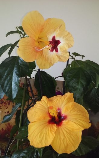 IMG-20160524-WA0000 - Hibiscusi
