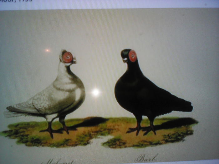 IMG_20160228_214517 - SELECTIV