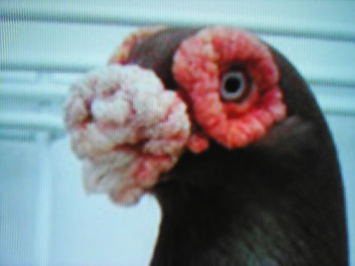 IMG_20160507_211116 - SELECTIV