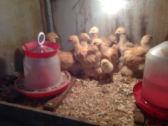 image - PUI  DE  GAINA