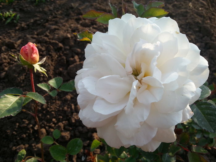 crocus rose prima floare