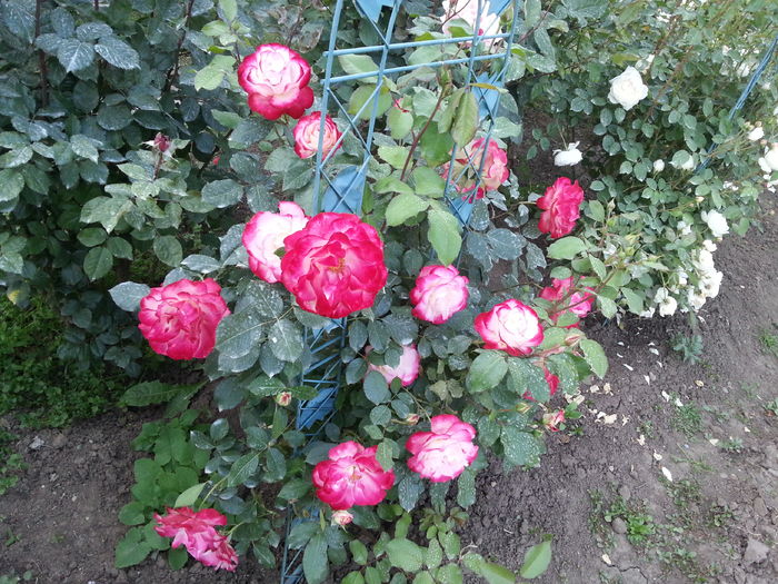 jubile du prince
