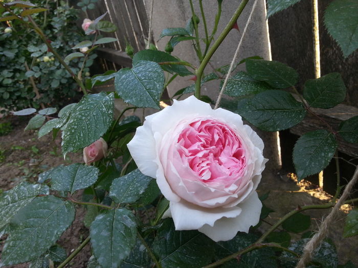 the wedgwood