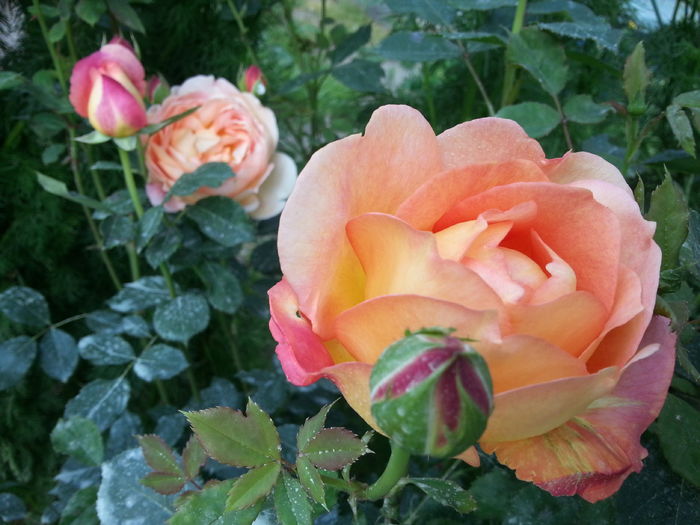 lady of shalott