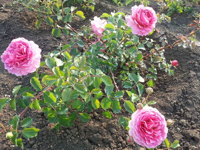mary rose